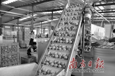農(nóng)業(yè)大市如何強起來