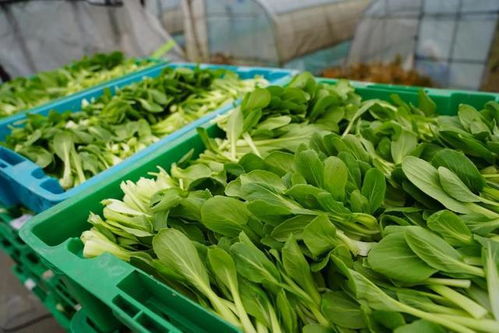 蔬菜保供馬不停蹄,市民 菜籃子 越端越穩(wěn)