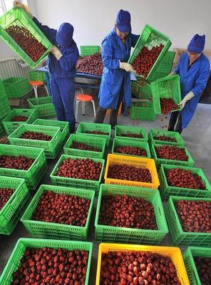 寧夏農(nóng)產(chǎn)品加工企業(yè)2009年銷售收入超過10億元