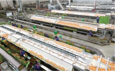 某企業(yè)生產(chǎn)車間內(nèi),機械化作業(yè)線正在對贛南臍橙進行品質(zhì)分選。 農(nóng)民日報·中國農(nóng)網(wǎng)記者 丁樂坤 攝